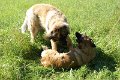 Nachzuchttreffen 08_08 040